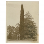 Early 1930s Augusta National Golf Club Type 1 Original Photo of Pine Tree w/ Architects 10th Hole