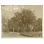 Early 1930s Augusta National Golf Club Type 1 Original Photo of Magnolia Lane From Clubhouse