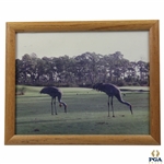 Two (2) Cranes On Golf Course Photo - Framed