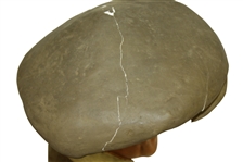 He Played a Penfold Golf Ball Advertising Figure Point Of Purchase Display - Missing Cigar
