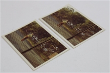 Two (2) Original Jack Nicklaus Playing Tennis Color Photos - Just Lost The Open to Trevino by 1 Shot