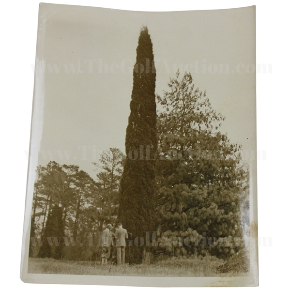 c.1931 Augusta National Golf Club Original Photo of Pine Tree w/Architects on 10th Hole