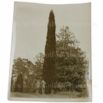 c.1931 Augusta National Golf Club Original Photo of Pine Tree w/Architects on 10th Hole