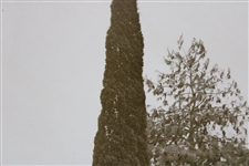 c.1931 Augusta National Golf Club Original Photo of Pine Tree w/Architects on 10th Hole