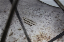 J. Crighton & Co George Street Edinburgh Tri-Club Sterling Silver Inkwell/Candle Holder Stand